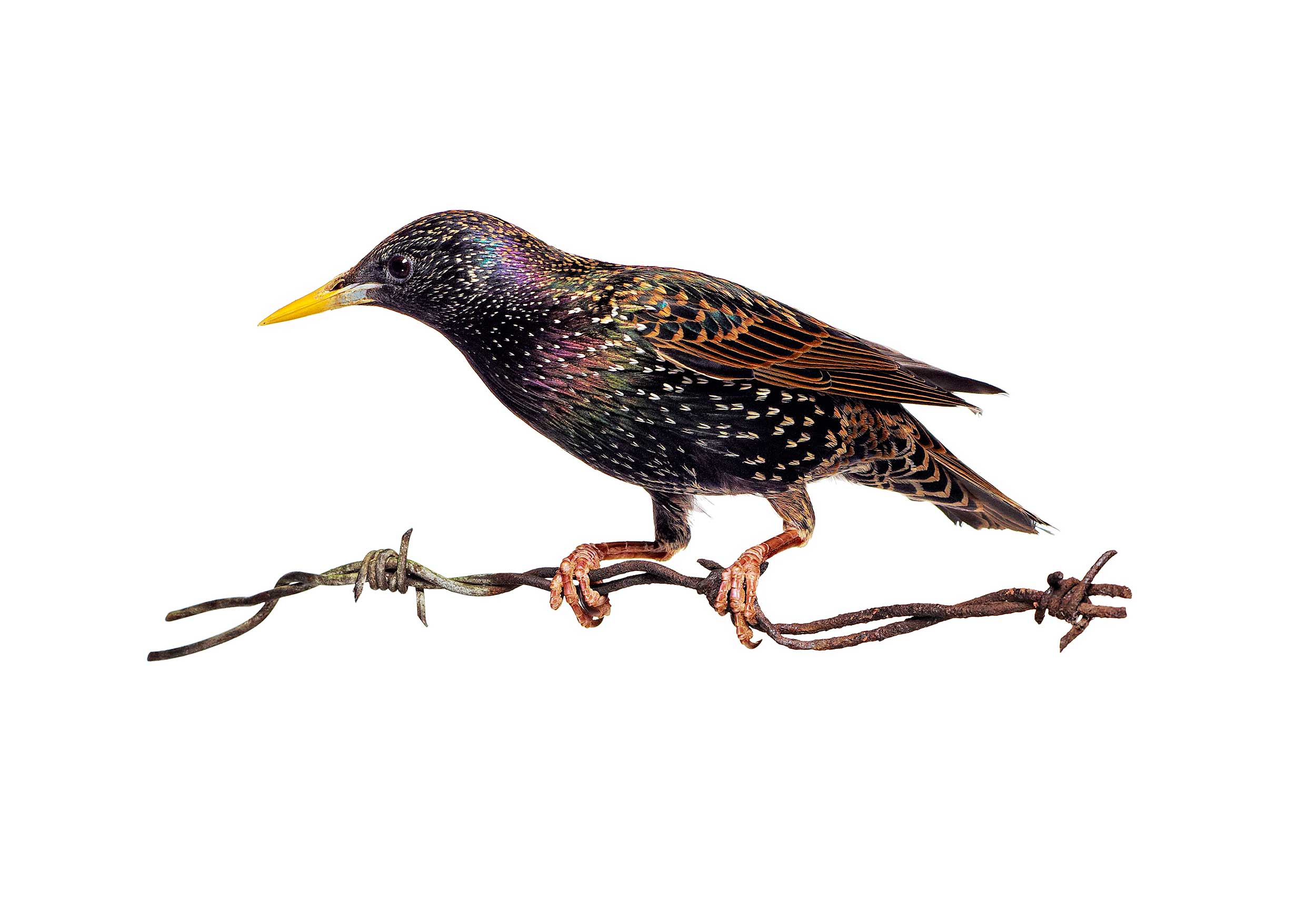 LEGACY+ART Barbed Wire