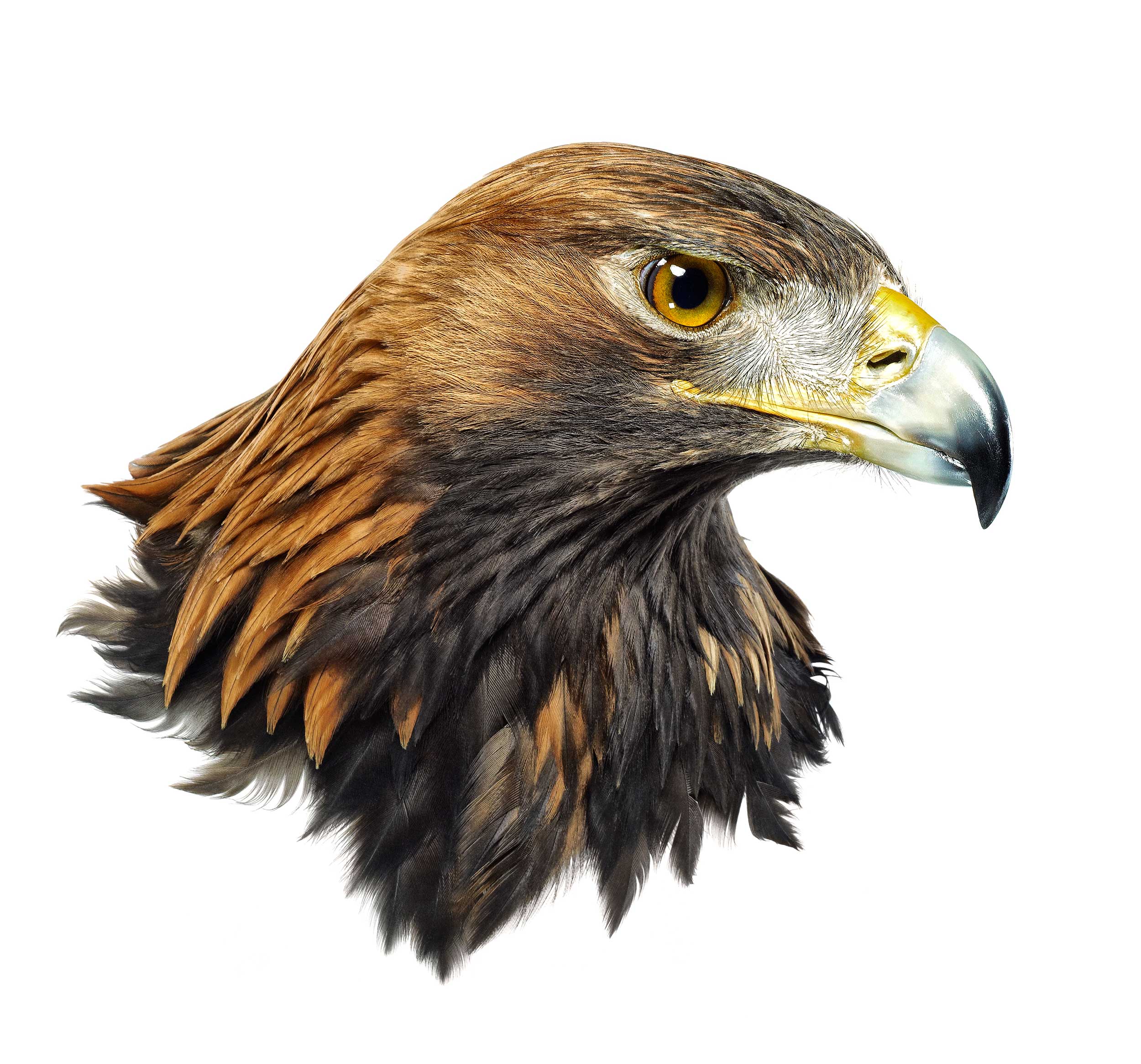 LEGACY+ART - Birds of Prey